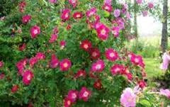 Les rosiers botaniques Les rosiers botaniques