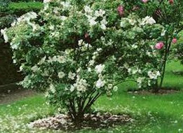 Rosiers arbustifs Rosiers arbustifs