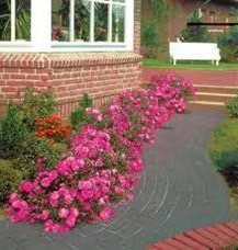 Les rosiers couvre-sol Les rosiers couvre-sol