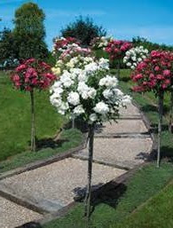 Les rosiers tige Les rosiers tige