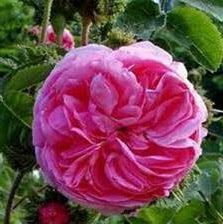 Les rosiers anciens Les rosiers anciens