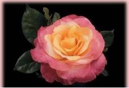 Les rosiers à grandes fleurs (Rosa grandiflora) Les rosiers à grandes fleurs (Rosa grandiflora)