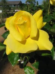 Les rosiers florifères (Rosa floribunda) Les rosiers florifères (Rosa floribunda)