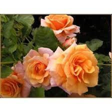 Le rosier à plusieurs fleurs (Rosa polyantha) Le rosier à plusieurs fleurs (Rosa polyantha)