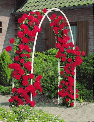 Rosiers grimpants Rosiers grimpants