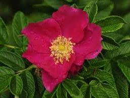 Les rosiers rugueux (Rosa rugosa) Les rosiers rugueux (Rosa rugosa)