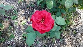 Les rosiers hybride de thé Les rosiers hybride de thé