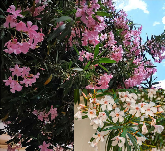 laurier-rose nain (nana rosso) laurier-rose nain (nana rosso)