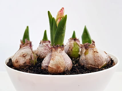 l'ail en pot l'ail en pot