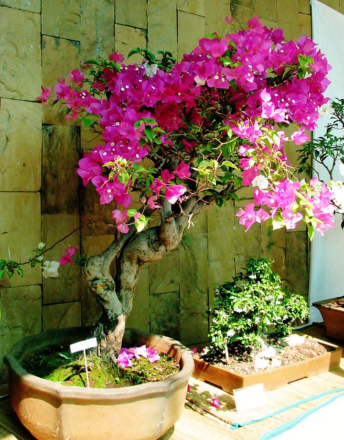 Comment faire pousser des bougainvilliers: quand les planter, les tailler et où les placer Comment faire pousser des bougainvilliers: quand les planter, les tailler et où les placer
