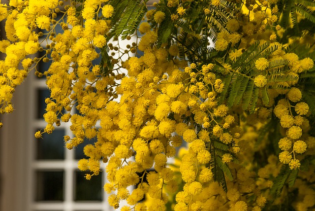 Mimosa - Acacia dealbata Mimosa - Acacia dealbata