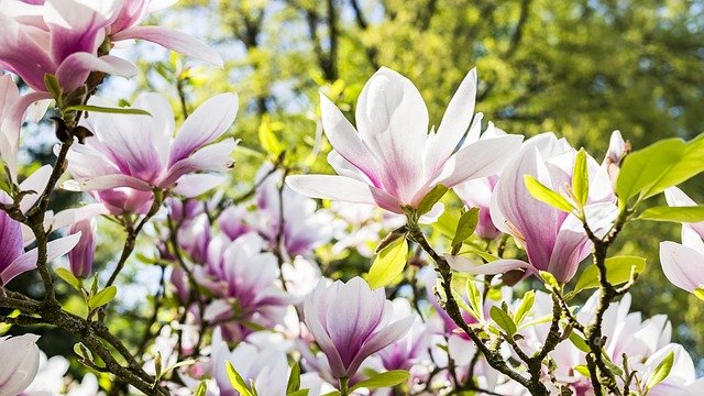 magnolia magnolia