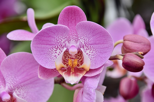 Orchidées Orchidées