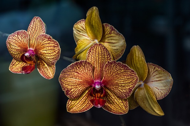 Orchidées Orchidées