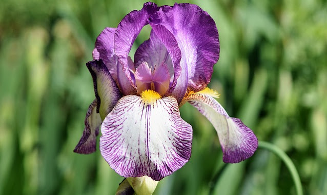 Iris Iris