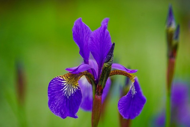 Iris Iris