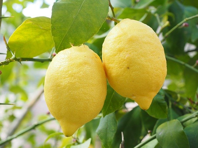 Citronnier Citronnier