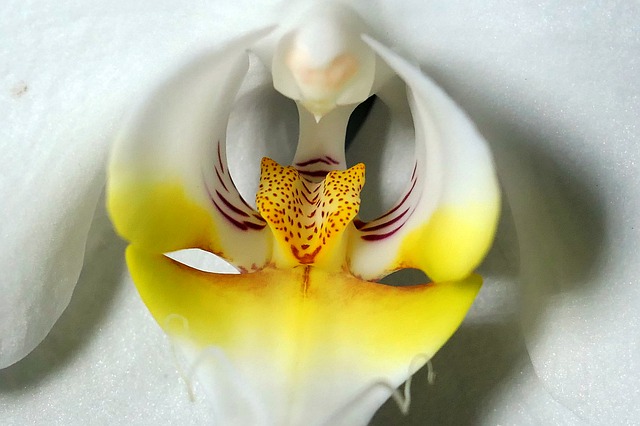 Orchidées Orchidées