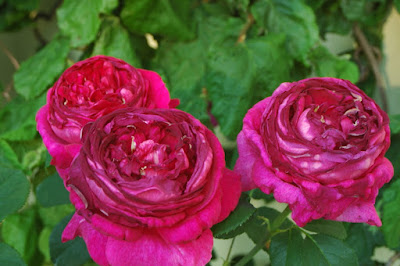 Les roses anglaises Les roses anglaises