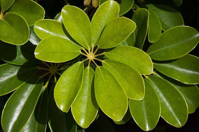 Schefflera ou Heptapleurum Schefflera