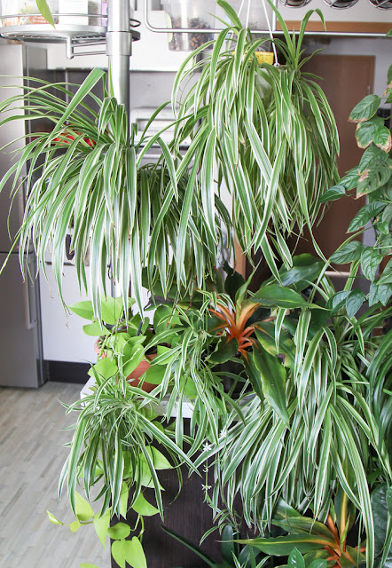 Chlorophyton chevelu Chlorophyton chevelu