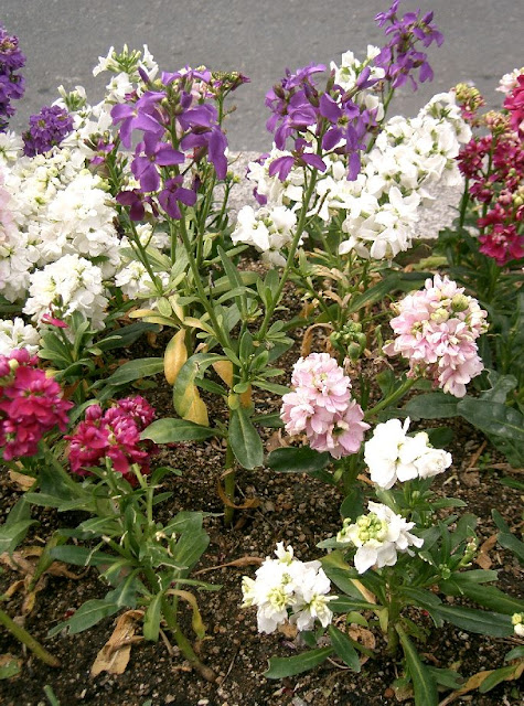 Matthiola incana Matthiola incana
