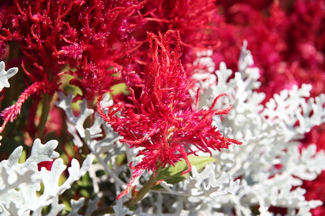 Astilbe Astilbe