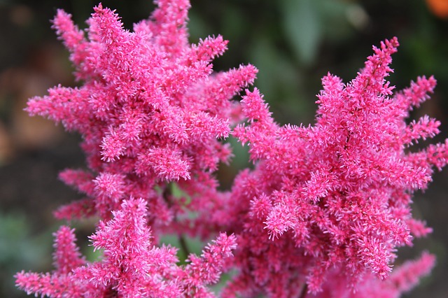Astilbe Astilbe