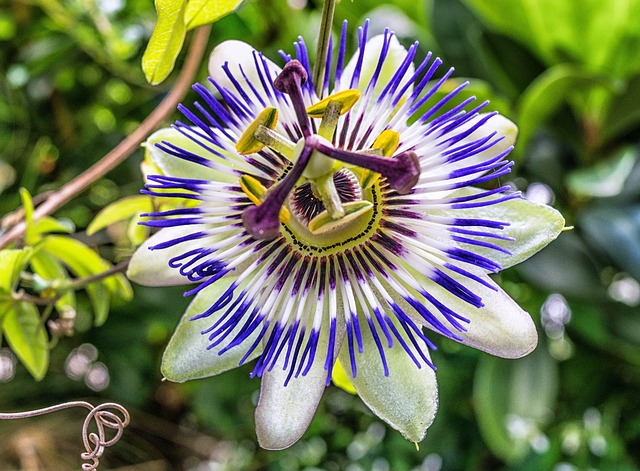 Passiflora Passiflora