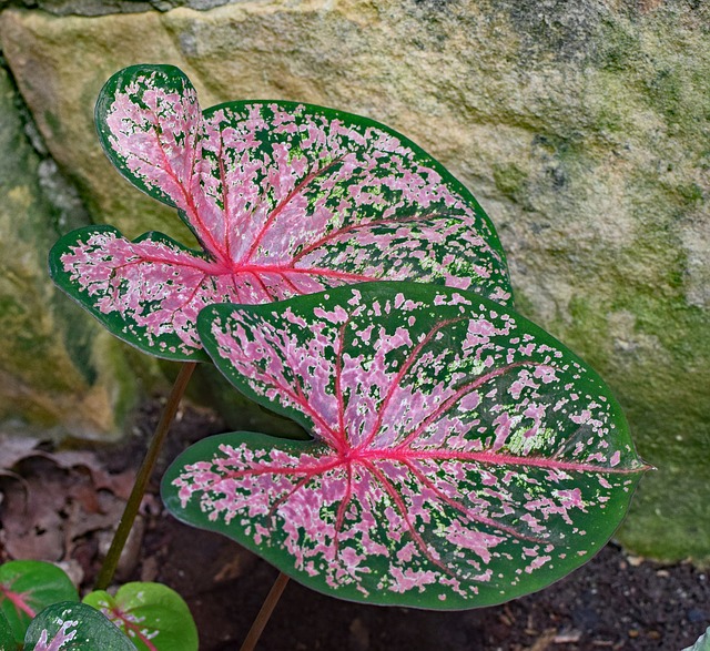Caladium Caladium