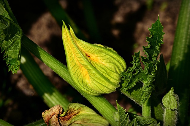 courgettes fleur courgettes fleur