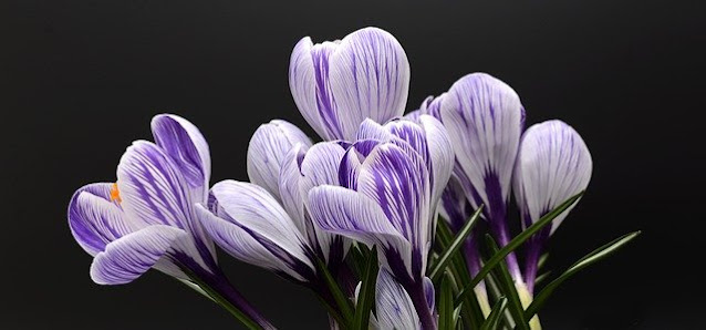crocus crocus