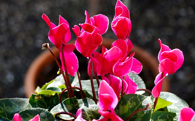 cyclamen cyclamen