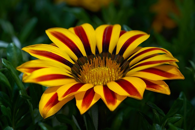 Gazania Gazania