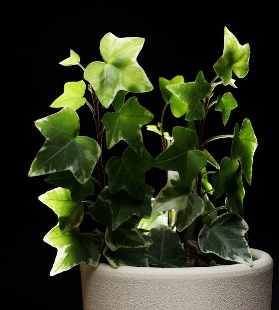 Lierre en pot Lierre en pot