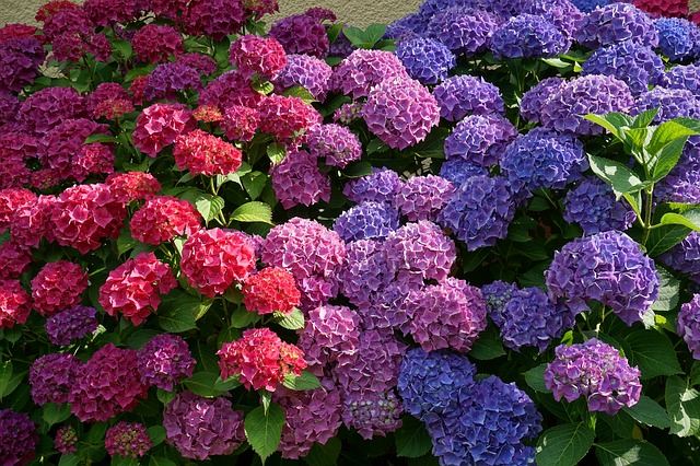 Du sol à la taille, les astuces pour cultiver des hortensias en pleine terre Du sol à la taille, les astuces pour cultiver des hortensias en pleine terre