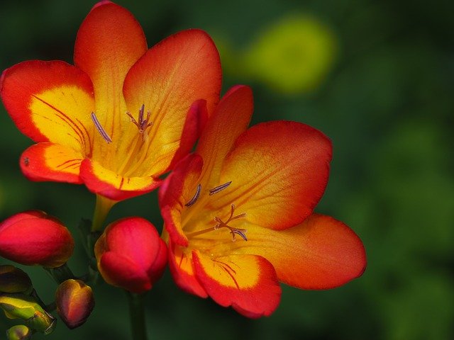 freesia freesia