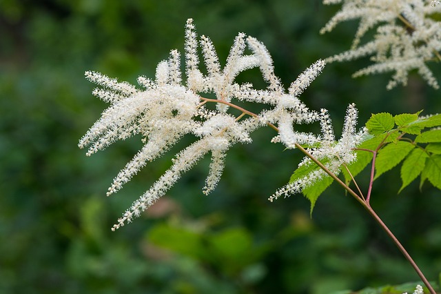 Astilbe Astilbe