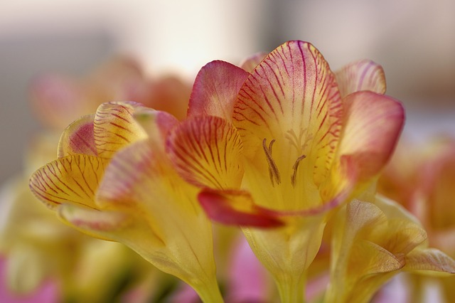 Freesia Freesia
