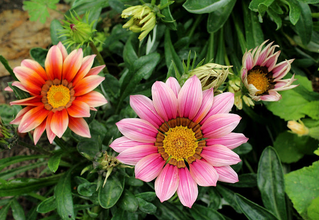 Comment faire pousser Gazania: 11 conseils utiles Comment faire pousser Gazania: 11 conseils utiles