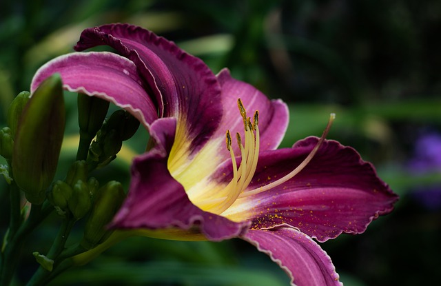 Hemerocallis Hemerocallis