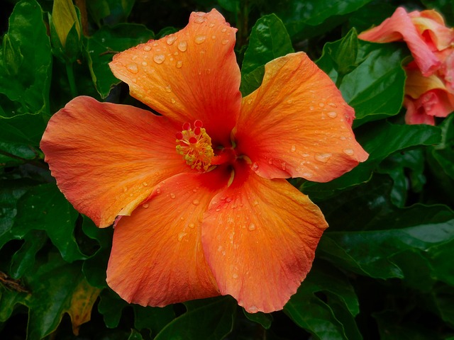 Hibiscus Hibiscus