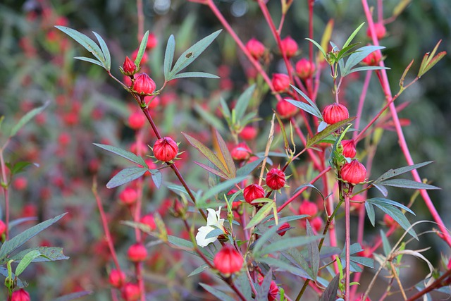 Hibiscus sabdariffa Hibiscus sabdariffa