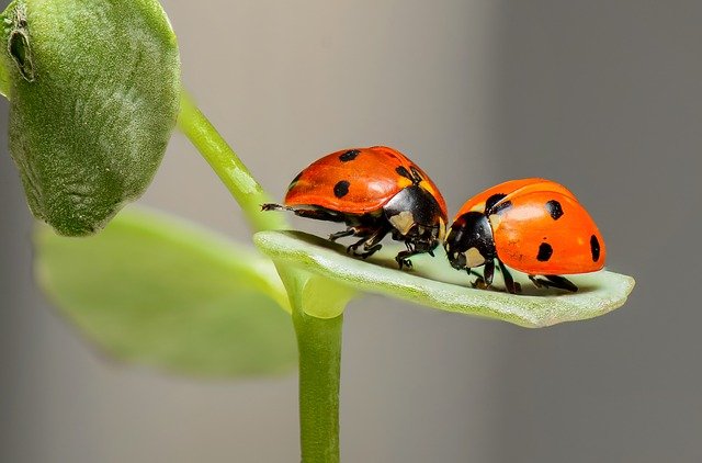 coccinelles coccinelles