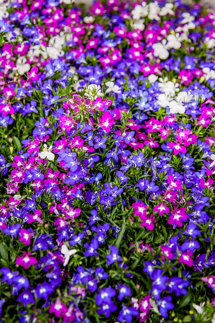 Lobelia Lobelia
