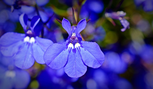 Lobelia Lobelia