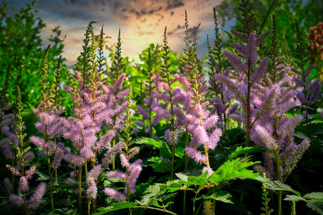 Astilbe Astilbe