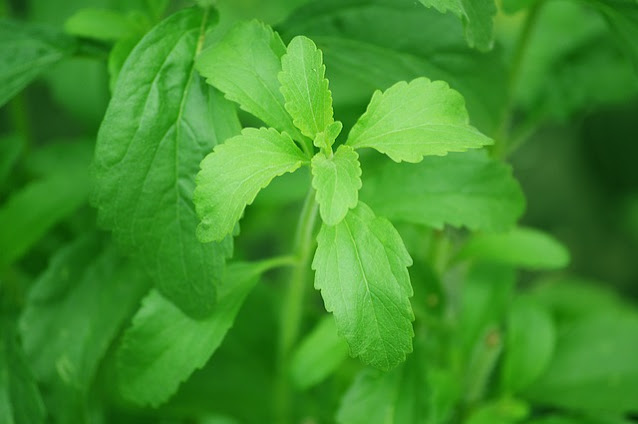 Plantes aromatiques : Stevia cultiver du sucre naturel dans le jardin Plantes aromatiques : Stevia cultiver du sucre naturel dans le jardin