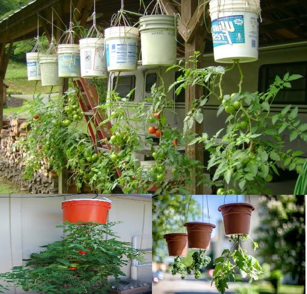 Les tomates à l'envers Faites pousser les tomates à l'envers