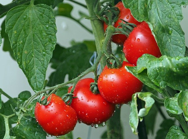 Comment faire pousser des tomates dans le jardin et en pot Comment faire pousser des tomates dans le jardin et en pot